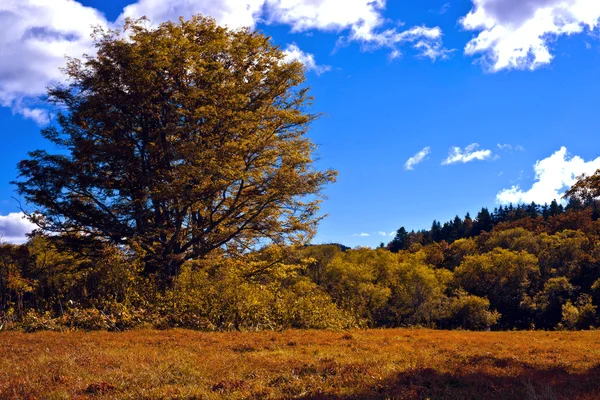 Sachalin im Herbst. — Stockfoto