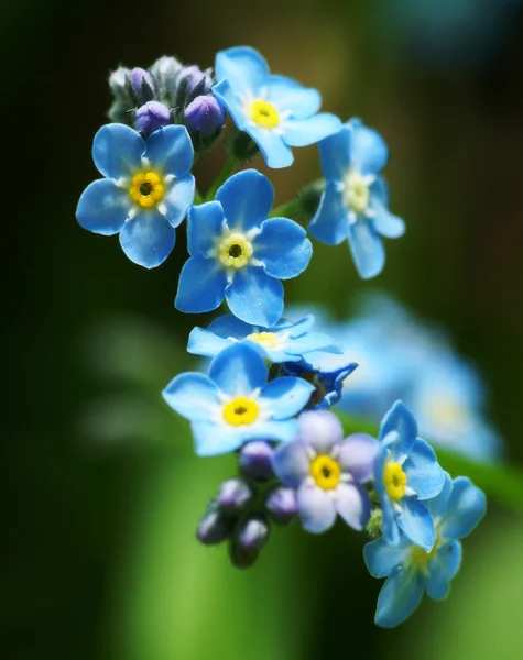 stock image Summer flowers.