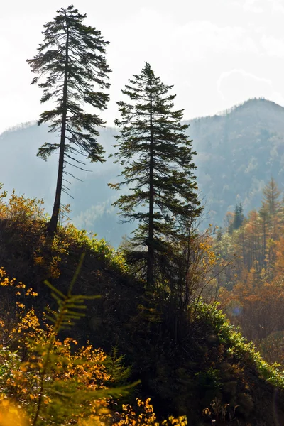 Two pine trees. — Stock Photo, Image