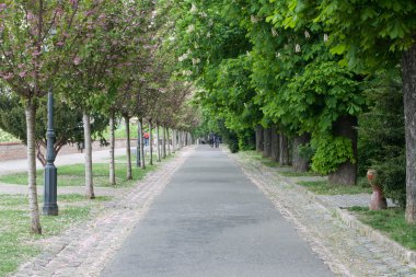 Chestnut Alley in Budapest clipart