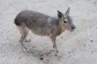 Patagonya mara