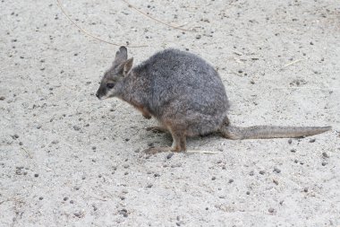 Kanguru, tammar, macropus eugenii