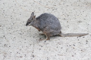 Kangaroo, tammar, macropus eugenii clipart