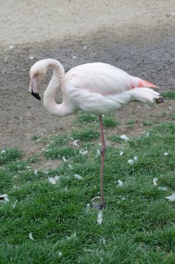 pembe flamingo