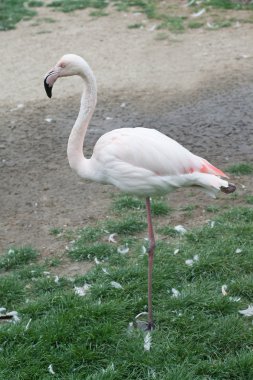 pembe flamingo