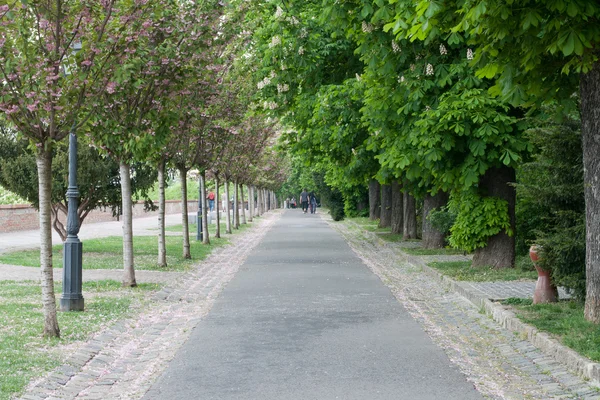 stock image Chestnut Alley in Budapest