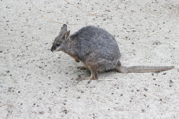 stock image Kangaroo, tammar, macropus eugenii