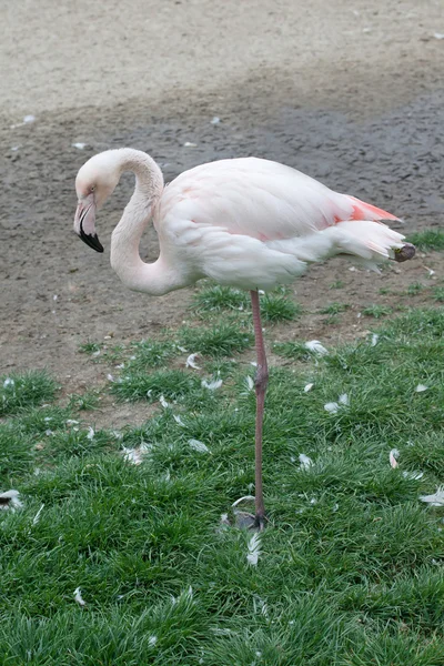 stock image Pink Flamingo