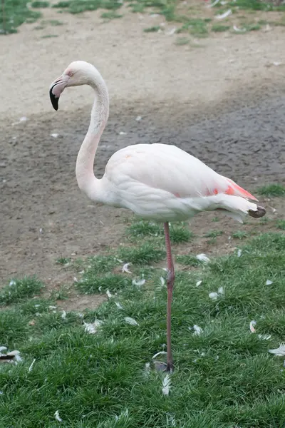 stock image Pink Flamingo