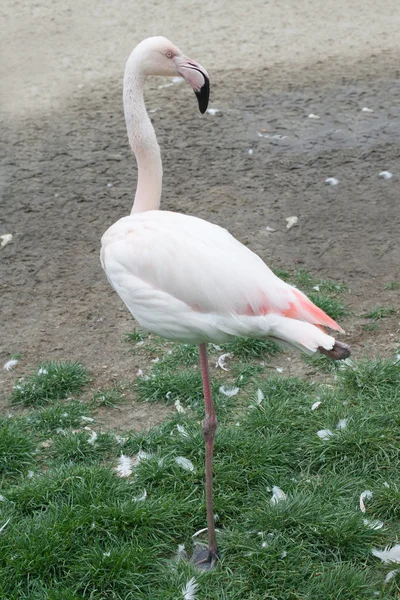 stock image Pink Flamingos