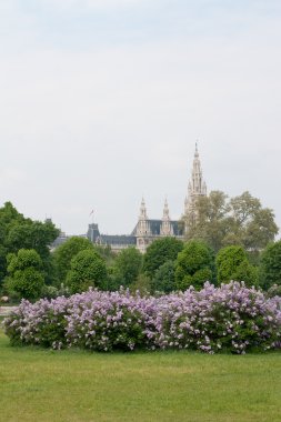 Rathaus (Belediye Binası) şehir Viyana, Avusturya