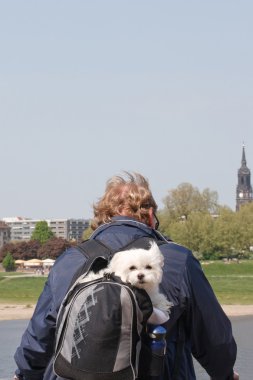 Dog travel backpack clipart
