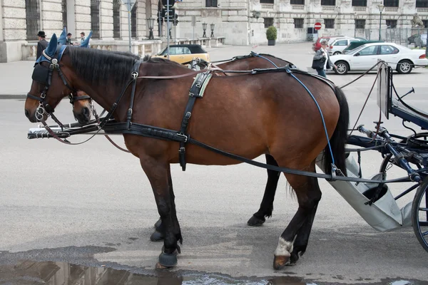 stock image Horses harnessed to a carriage