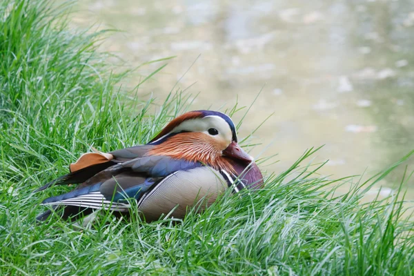 Mandarin male duck — Stock Photo, Image