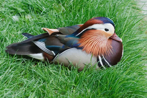 Mandarin male duck — Stock Photo, Image
