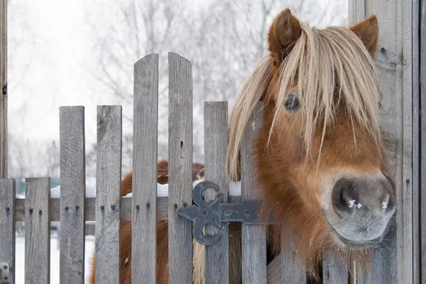 Pony in attesa host — Foto Stock