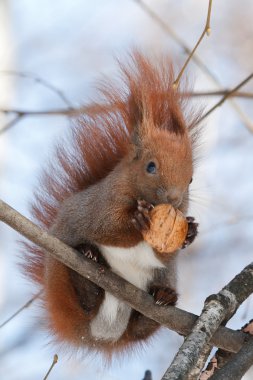 Red squirrel on a tree clipart