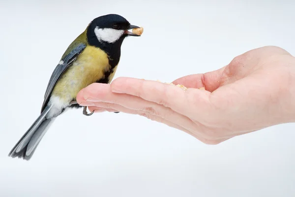 Tit on the hand — Stock Photo, Image