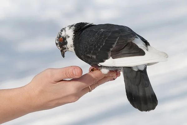 Dove on his hand — Stock Photo, Image