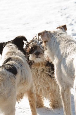 üç köpek için a yürümek