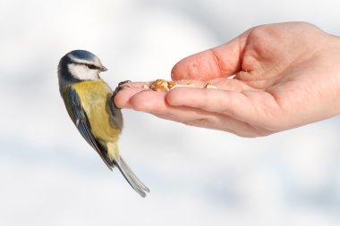 Tit eating clipart