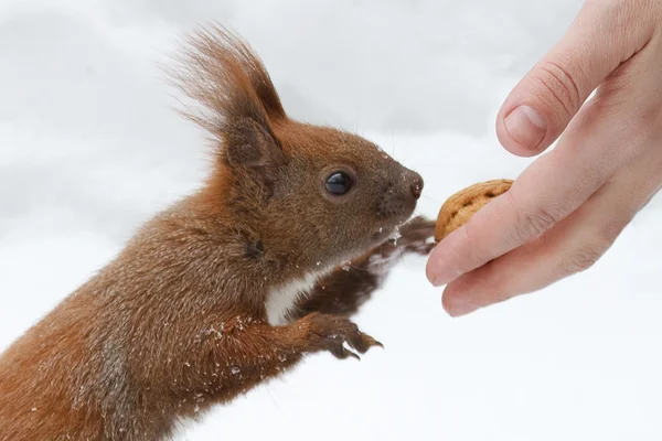 リスはナッツを食べる — ストック写真