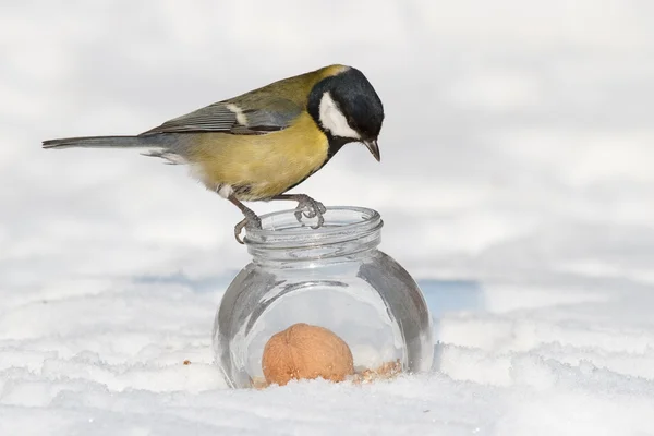 Tit and a glass jar — Stock Photo, Image