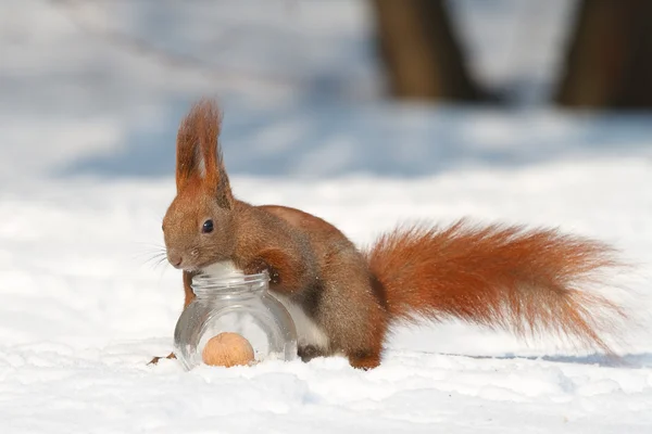 Lo scoiattolo prende una noce da un vaso di vetro — Foto Stock