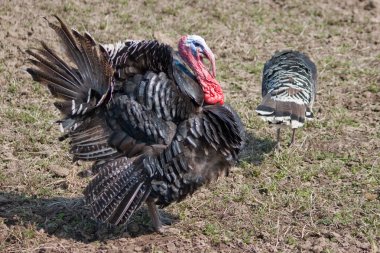 Wild Türkiye