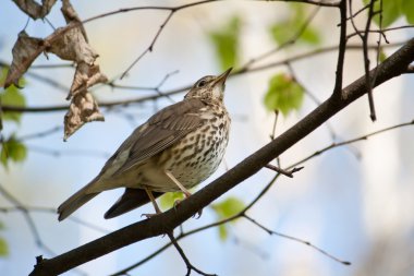 kadın blackbird yüksek kadar ağaca tünemiş.