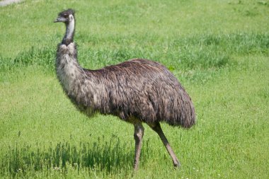 Ortak Rhea (Rhea americana) - yatay yönlendirme