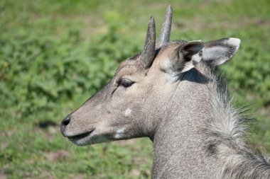 Antilop Nilgai (Boselaphus tragocamelus)