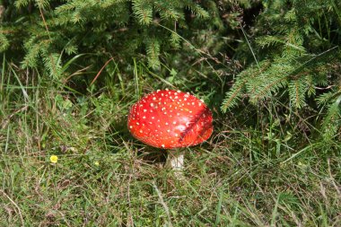 Amanita mantar