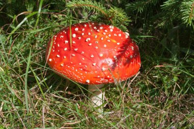 Amanita mantar