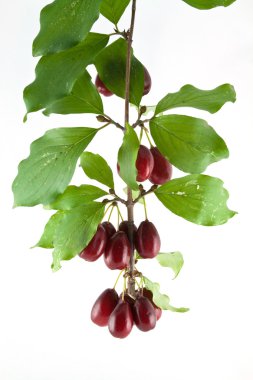 delikanlı kızılcık sopası