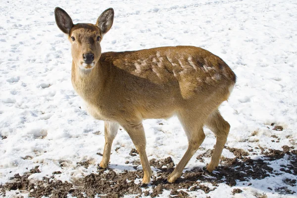 The Sika Deer or the Spotted Deer, or the Japanese Deer — Stock Photo, Image