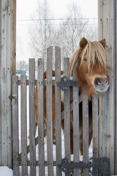 Pony mira por encima de la cerca —  Fotos de Stock