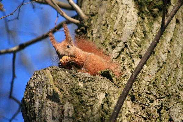 Ardilla sentada en un árbol — Foto de Stock