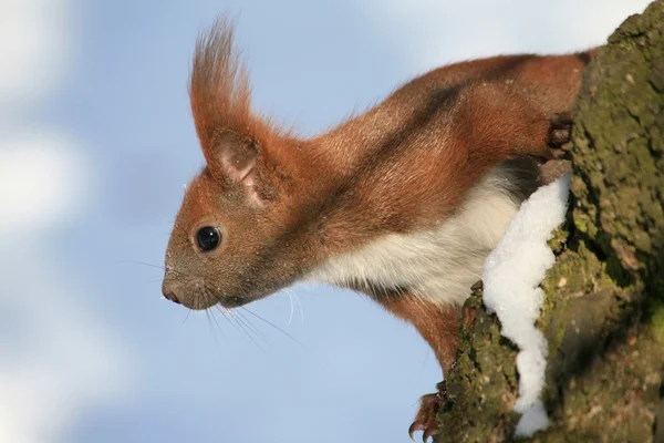 stock image Red squirrel