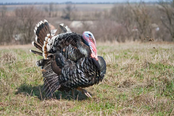 Wild turkey — Stockfoto