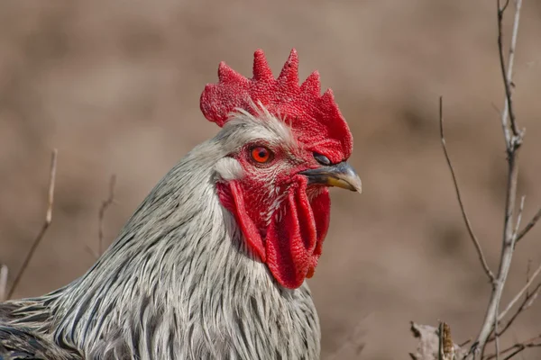 Rooster — Stock Photo, Image