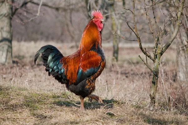 paar von zwei bantam Hühner Futter für Lebensmittel — Stockfoto