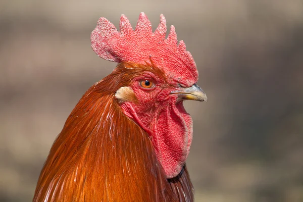 Rooster — Fotografie, imagine de stoc
