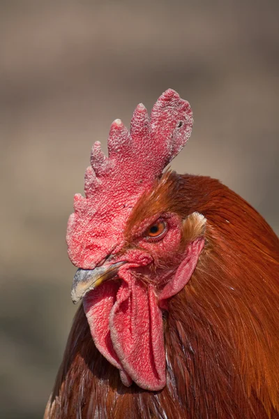Ayam jantan — Stok Foto