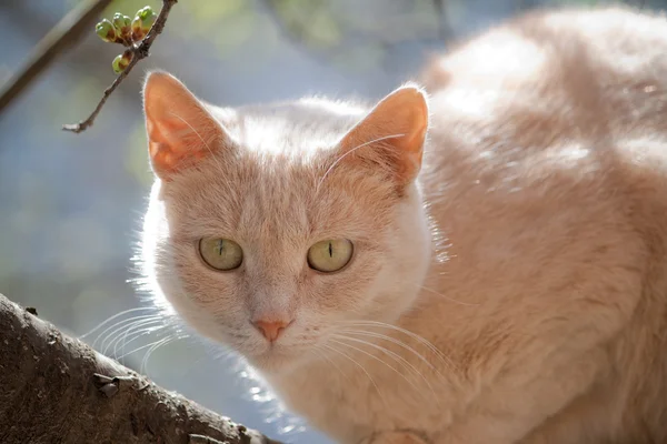 Bahar tarafından kedi — Stok fotoğraf