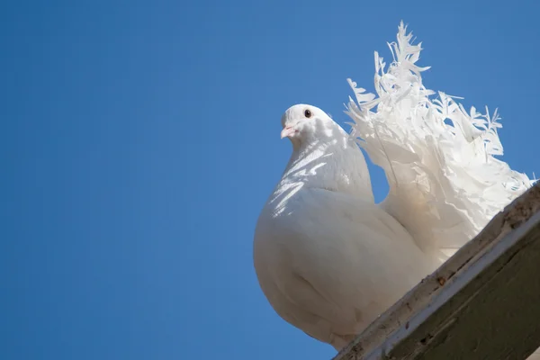 Il piccione bianco decorativo — Foto Stock