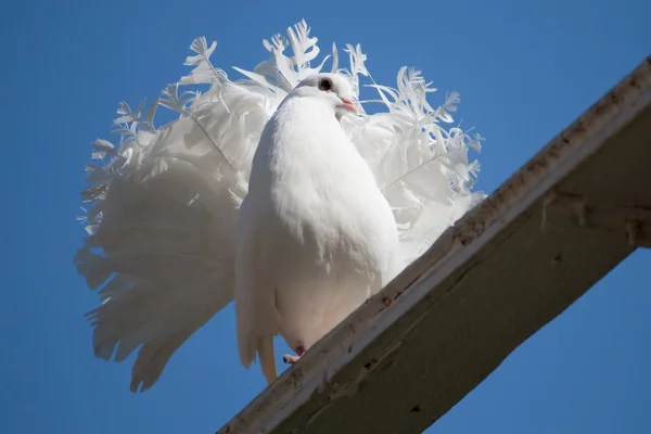 De decoratieve witte duif — Stockfoto