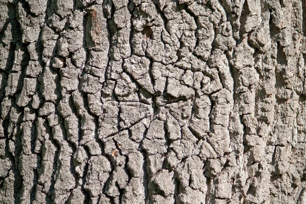 La texture du chêne — Photo