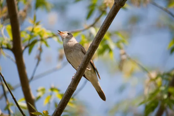 Singing nightingale — Stock Photo, Image