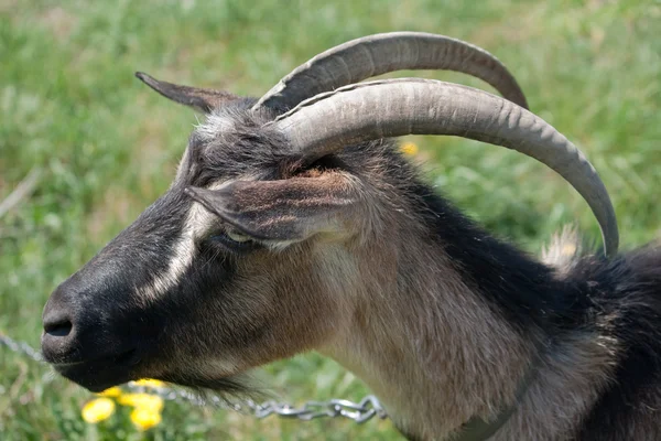 Portrait goat — Stock Photo, Image